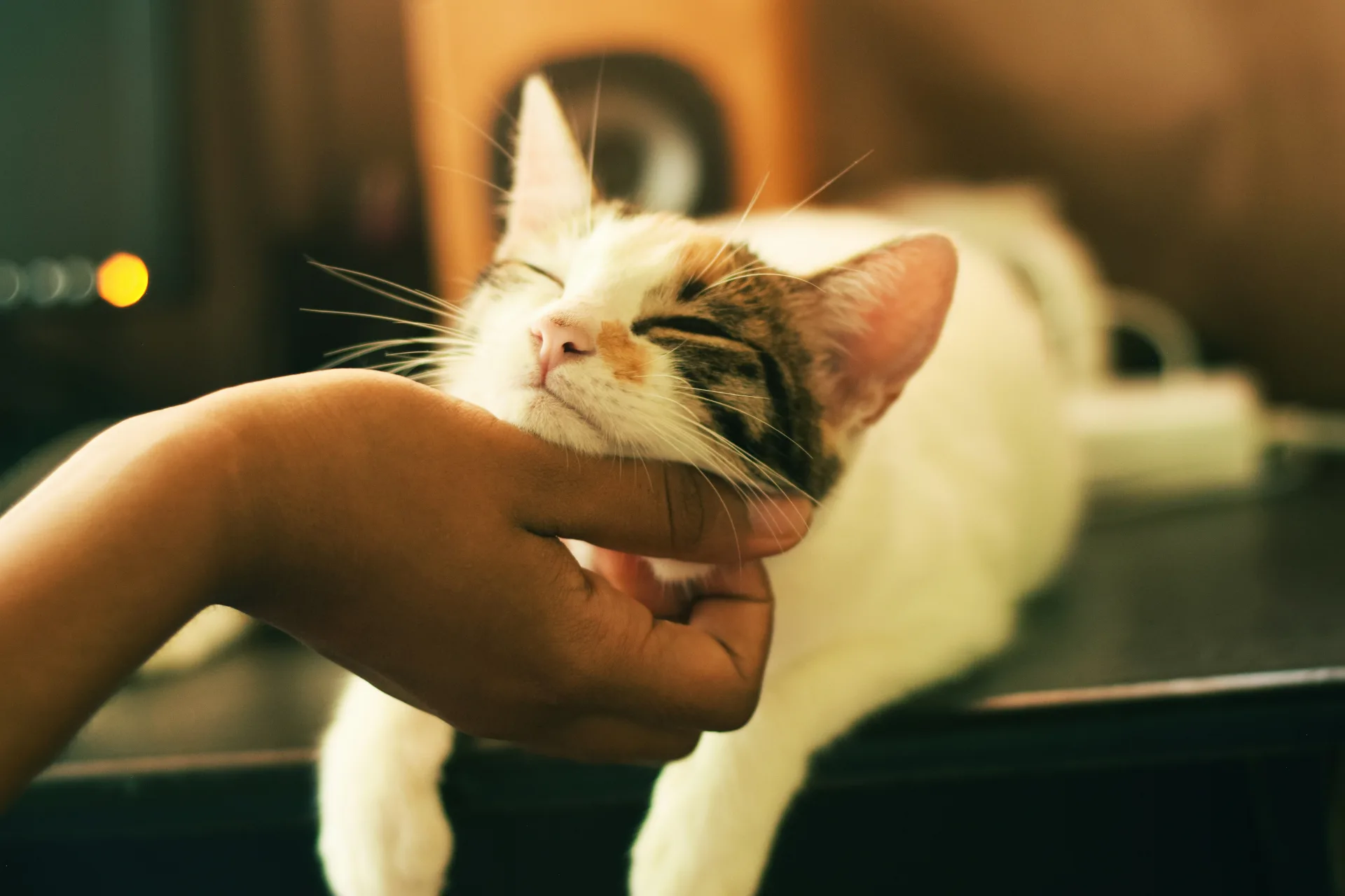 A calico getting chin scratches — the look of a cat whose human figured out their type