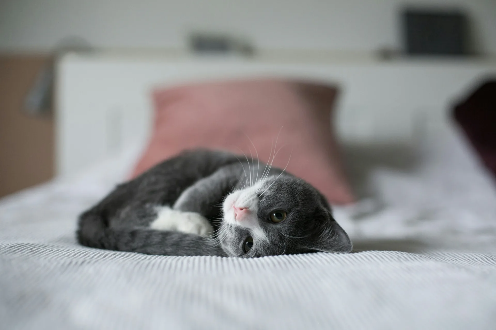 A grey tuxedo cat curled up contentedly on a bed