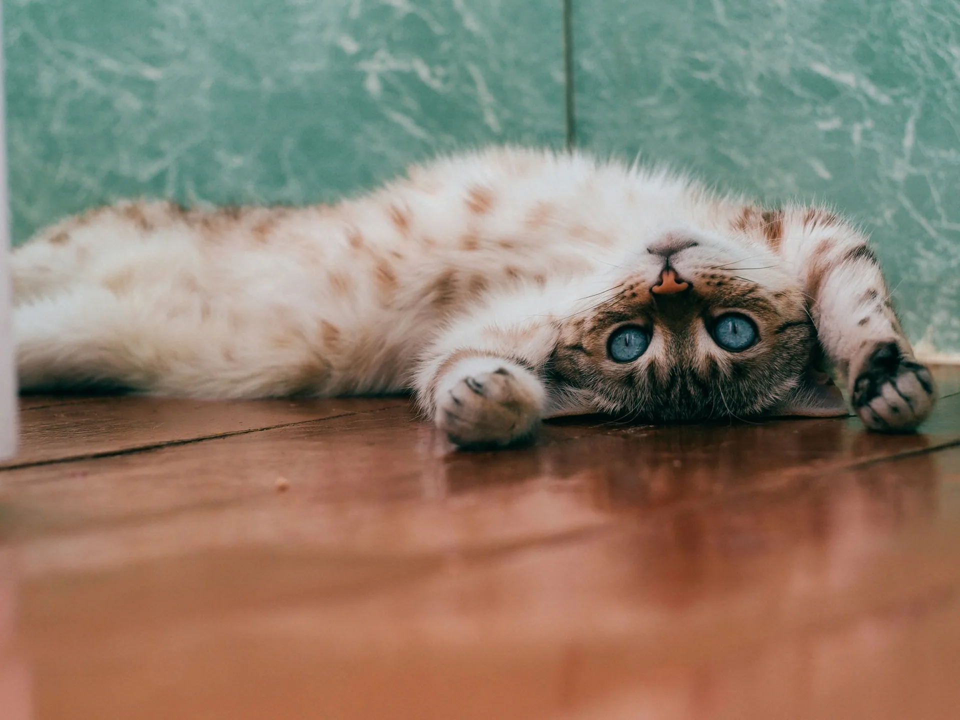 A playful kitten upside-down — textbook Perceiving type