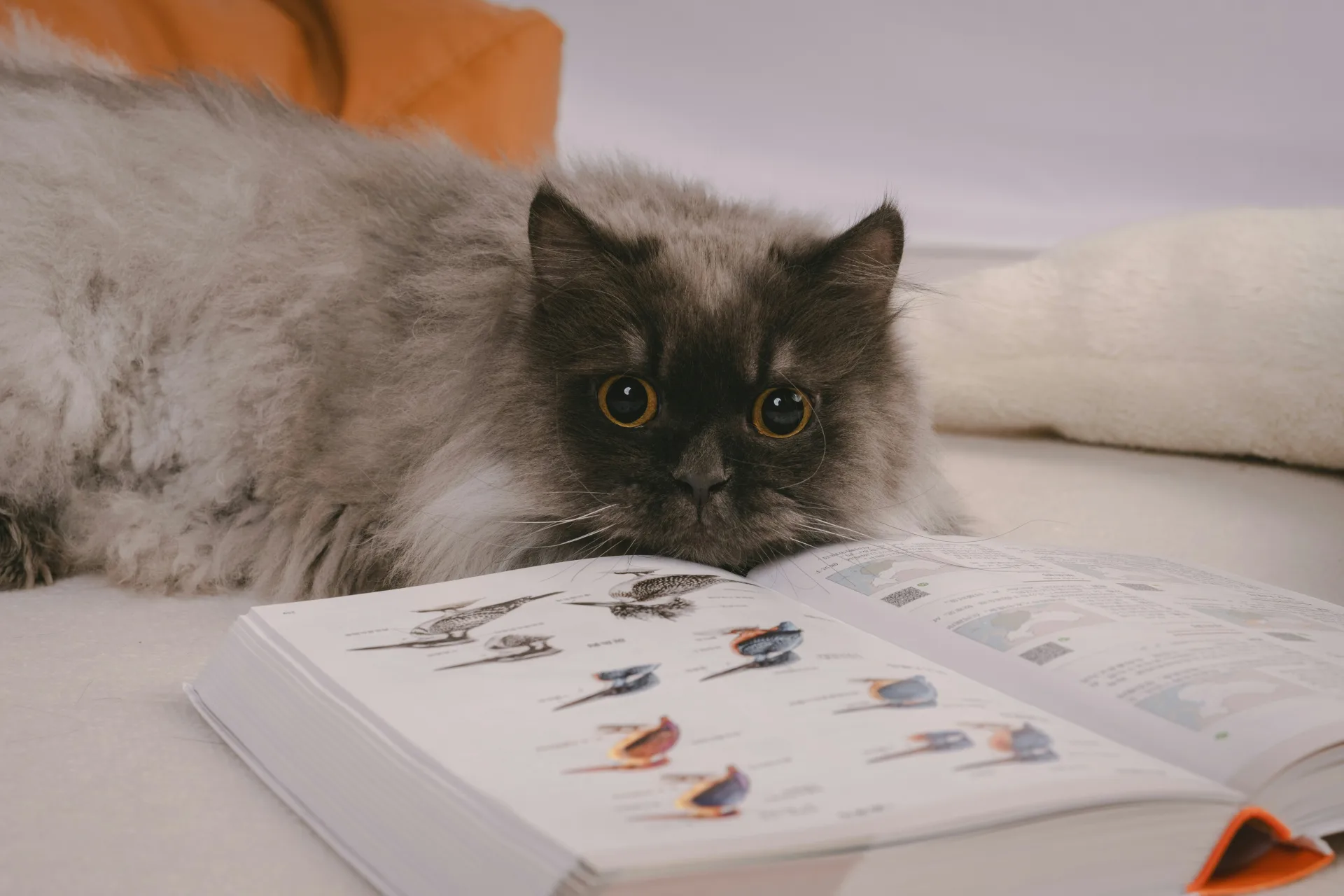 The Science Behind Cat Personality Tests (And Why It Actually Holds Up)