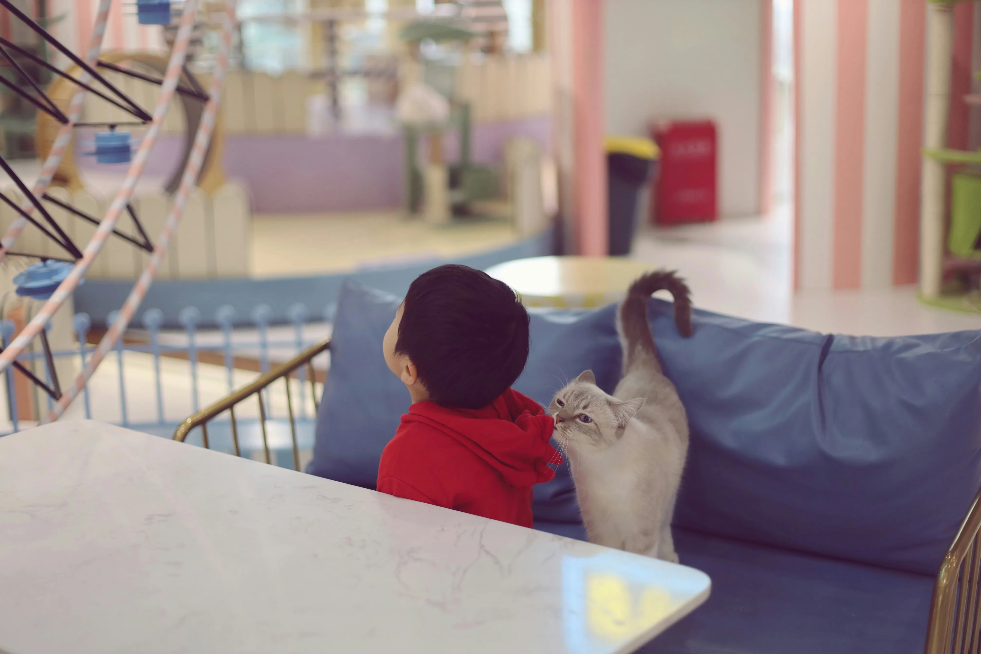 Maine Coon Personality: What the Gentle Giant Is Really Like