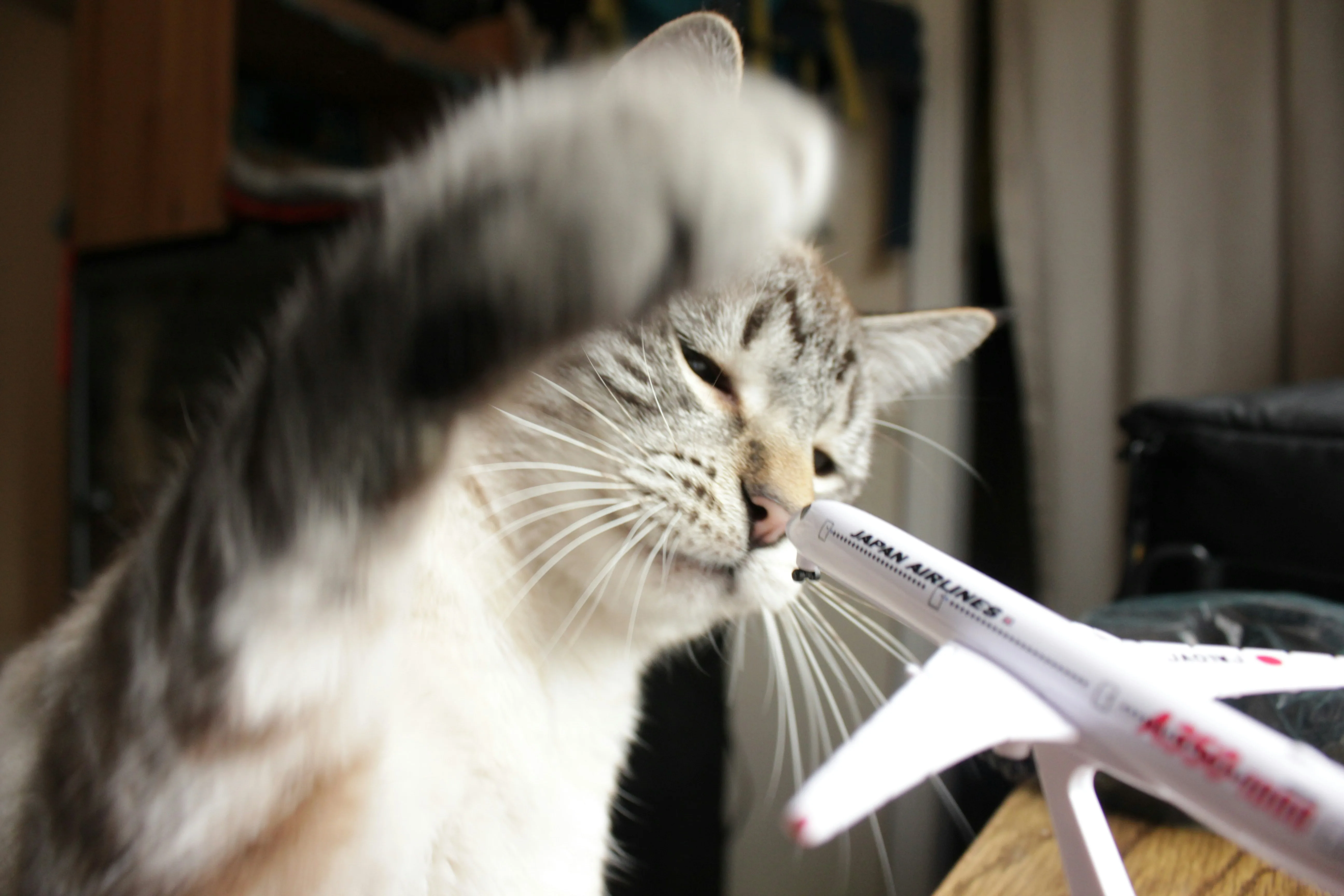 A fluffy longhair cat enthusiastically playing with a toy