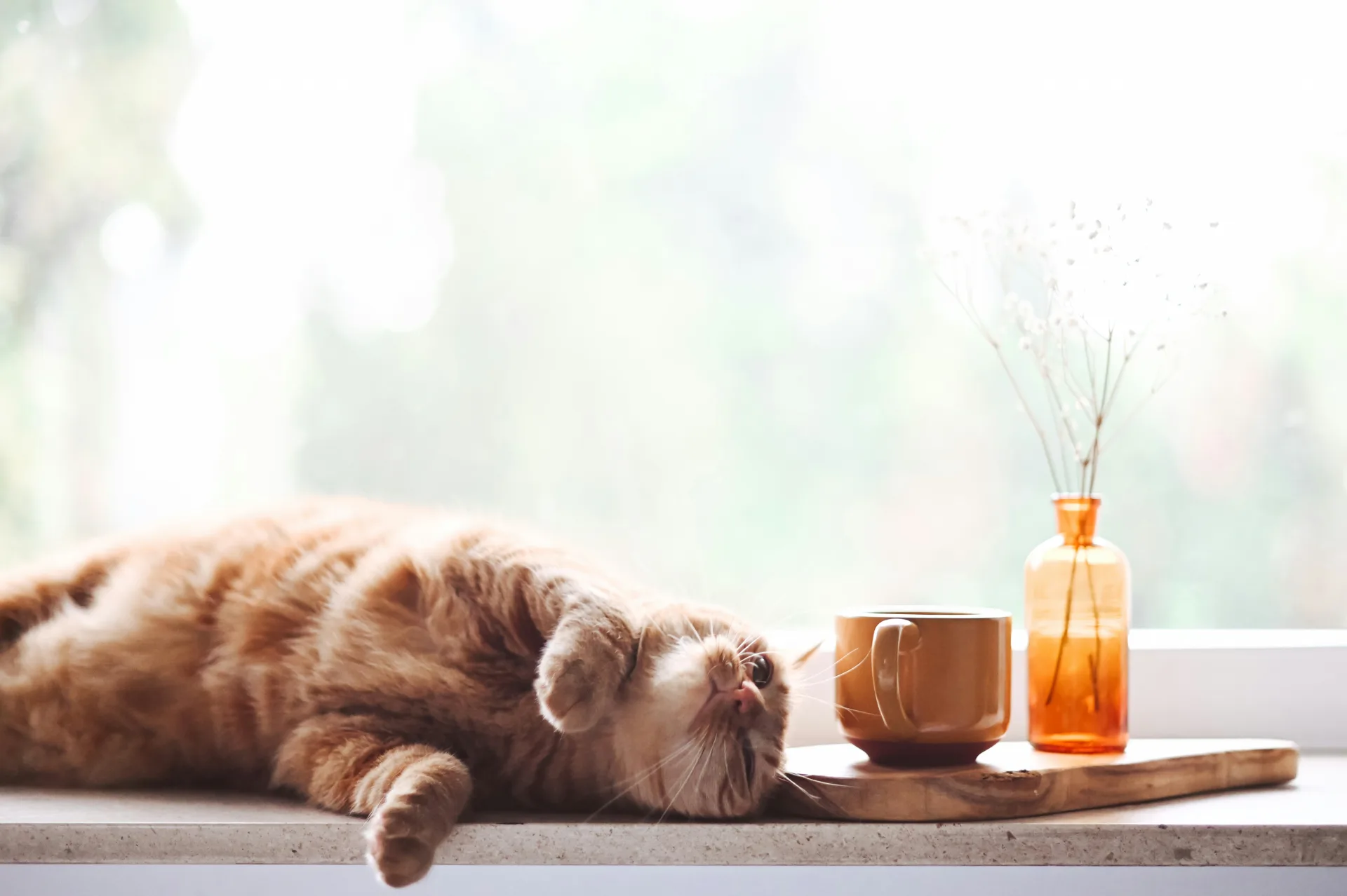 Orange Cat MBTI: What Personality Type Is Your Ginger Cat?