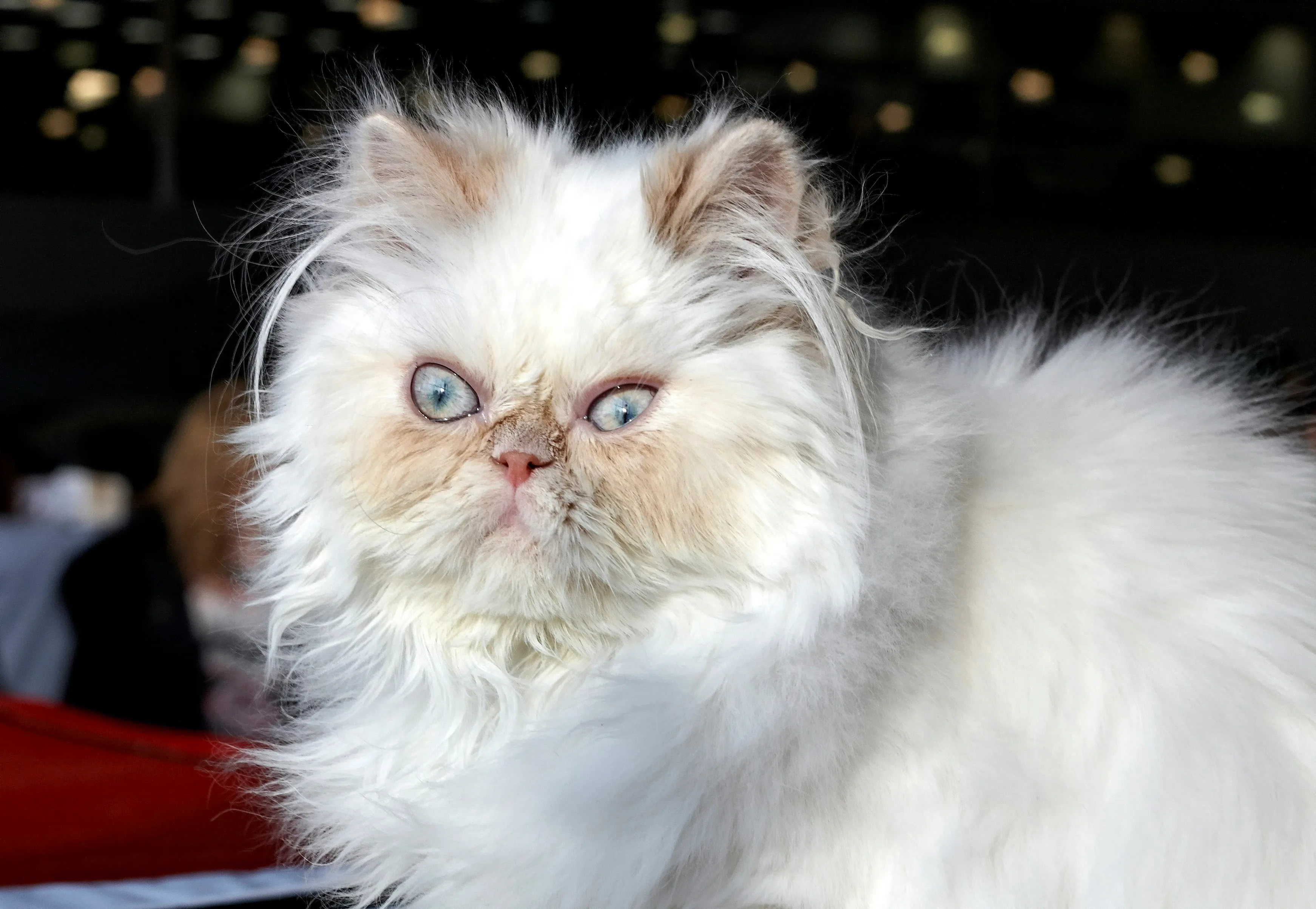 What's Your Cat's Zodiac Sign? And What Does It Say About Them?