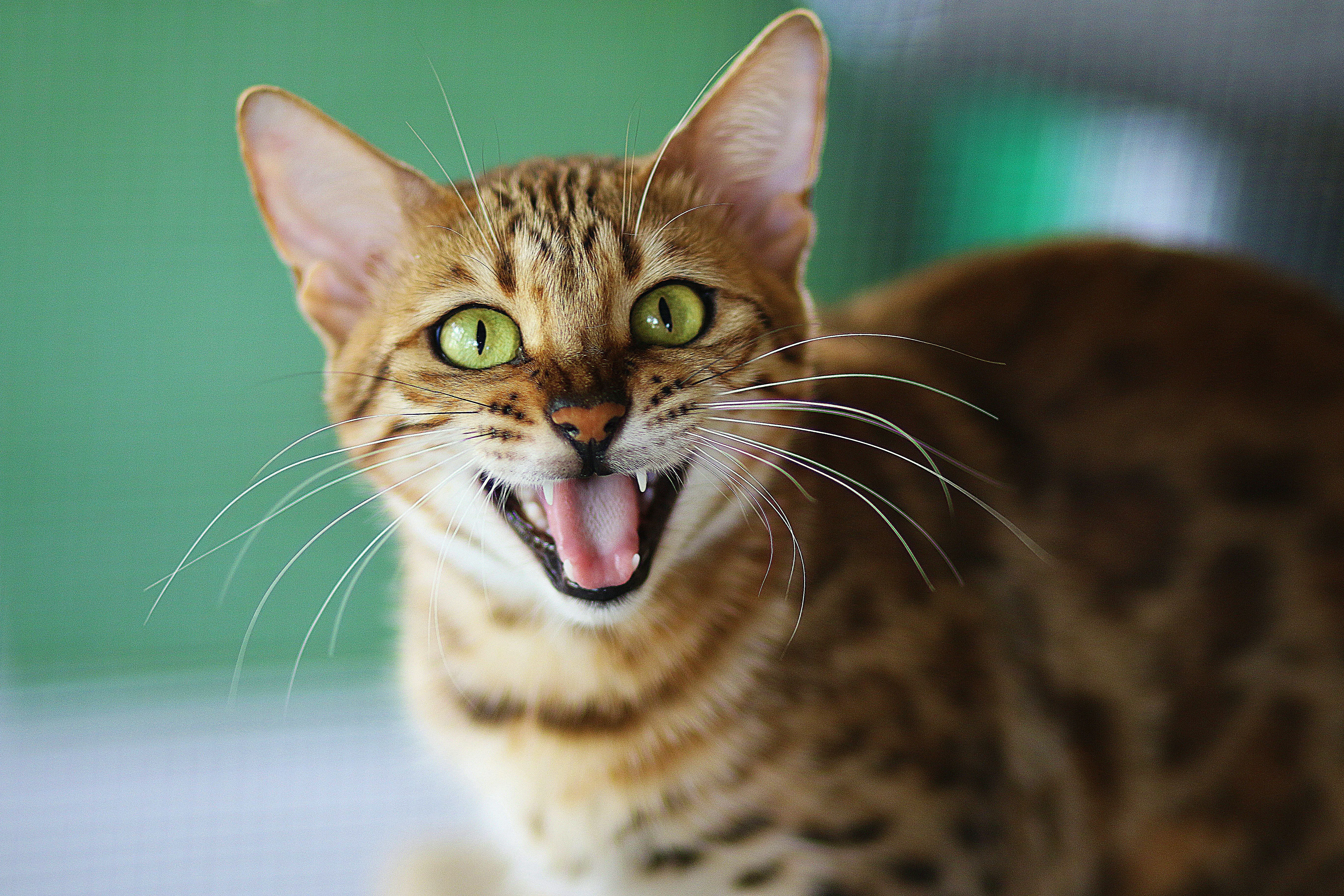 An assertive Bengal cat with intense green eyes