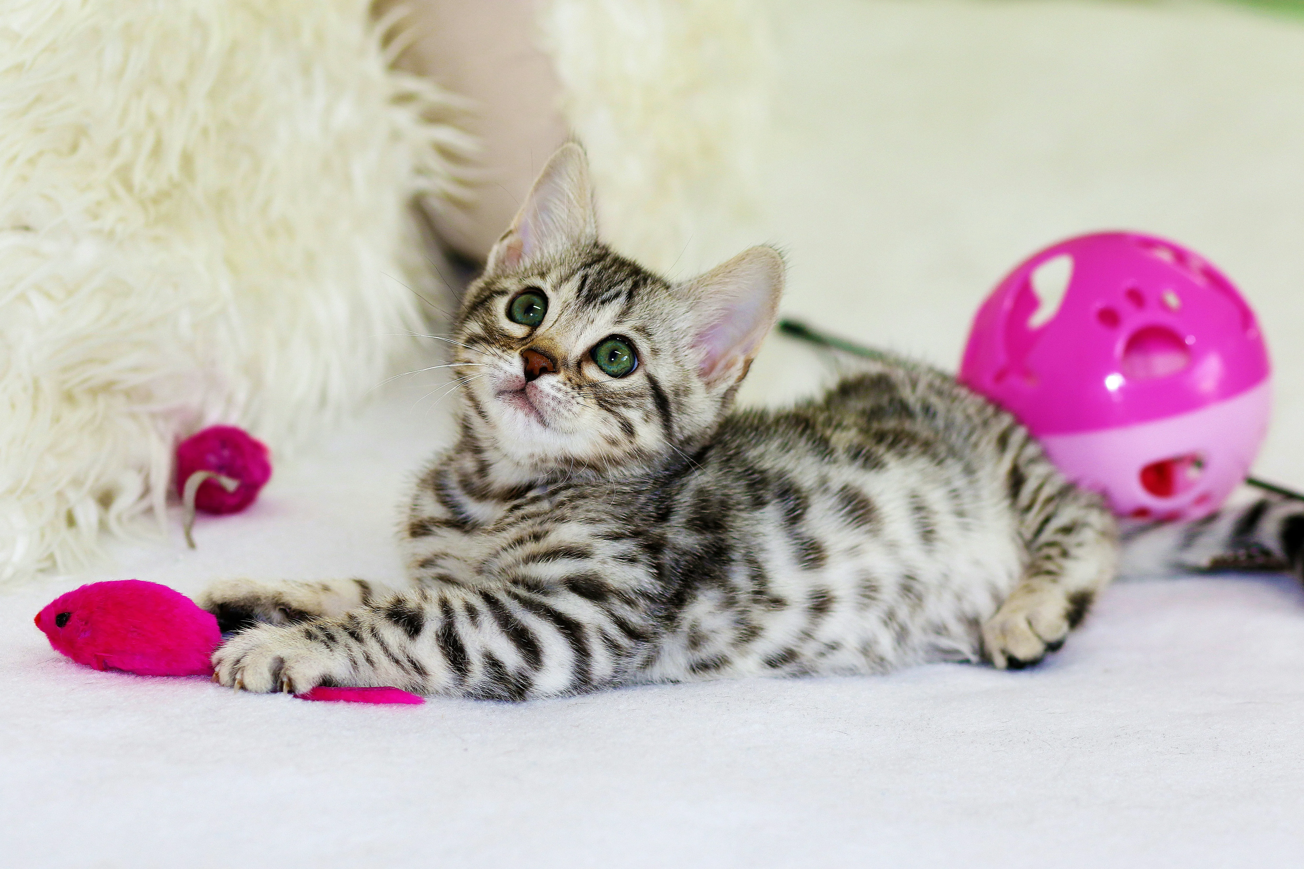 A Bengal kitten with toys — high-stimulation types need the enrichment to match