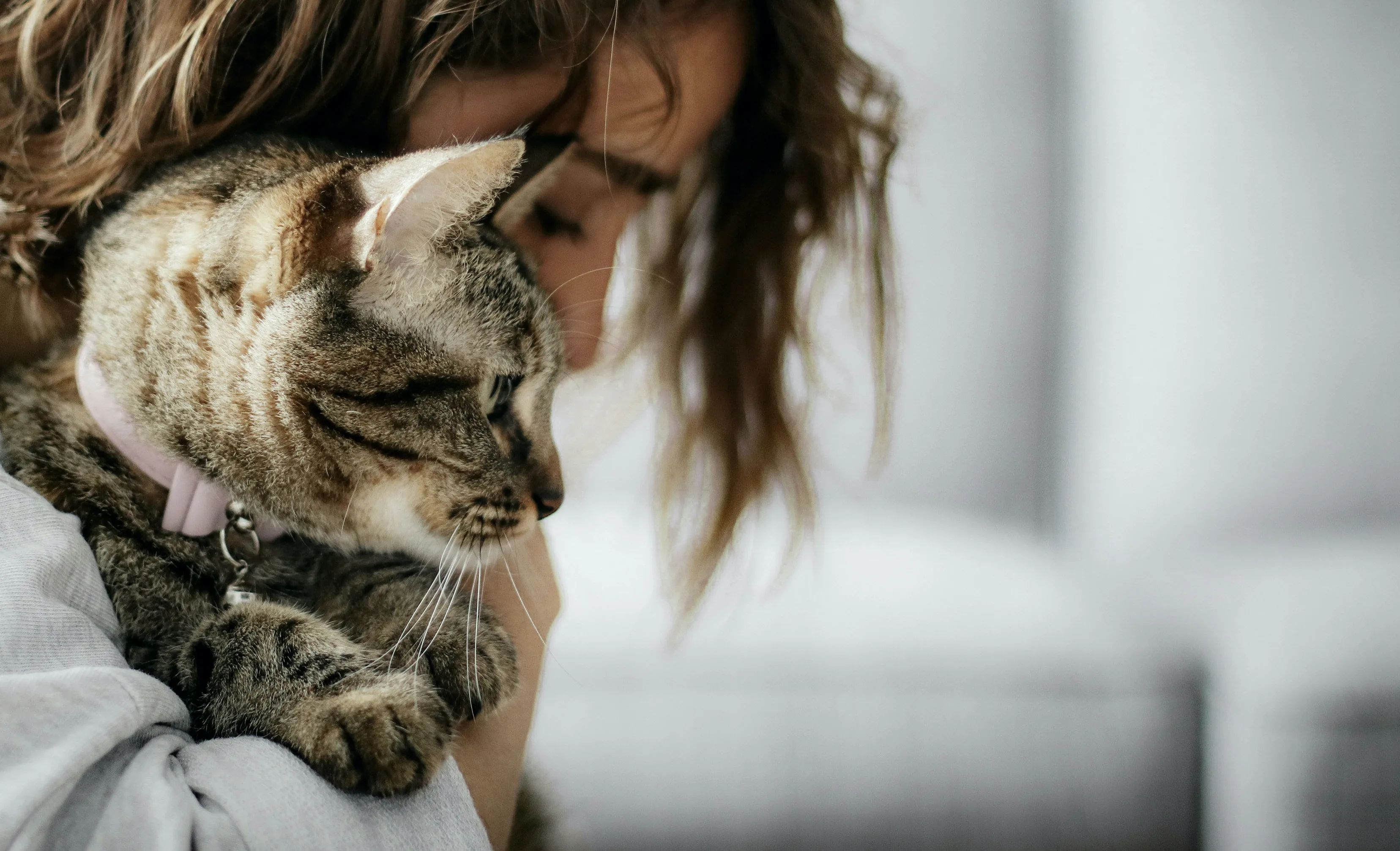 A brown tabby cat being hugged contentedly by a woman