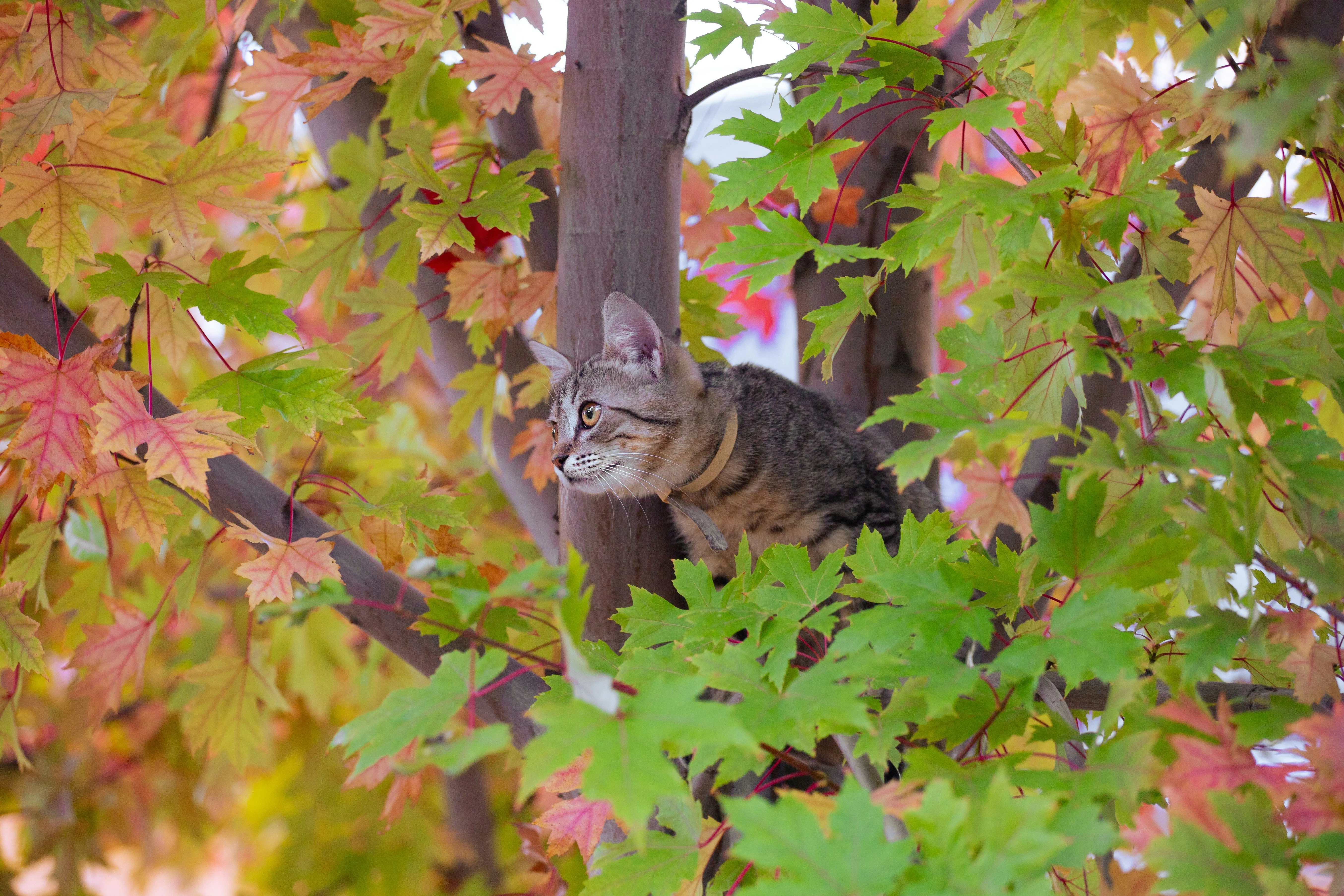 A kitten exploring a tree — bold approach to novelty predicts a more extroverted adult