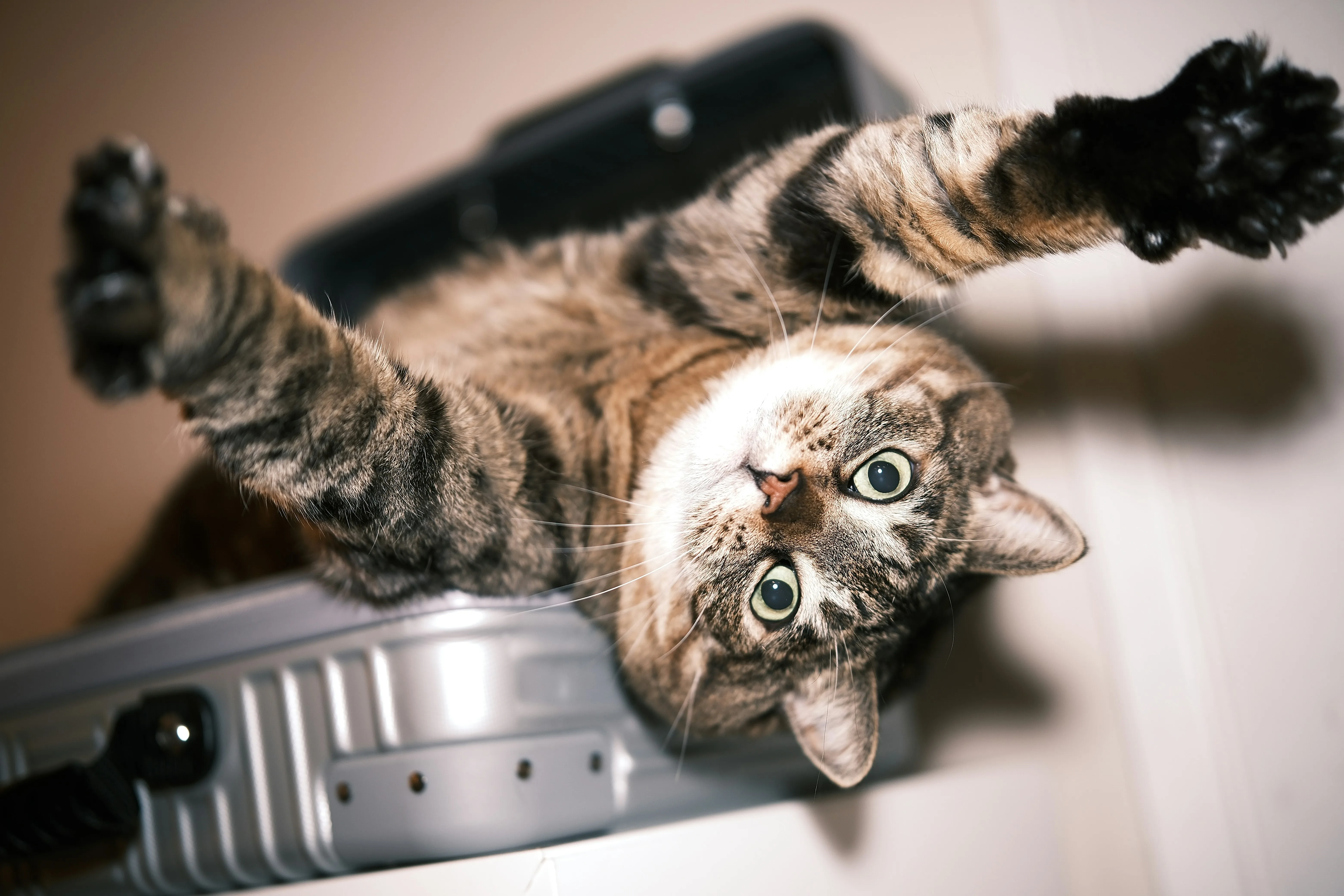 A cat approaching on its own terms — which type would that make you?