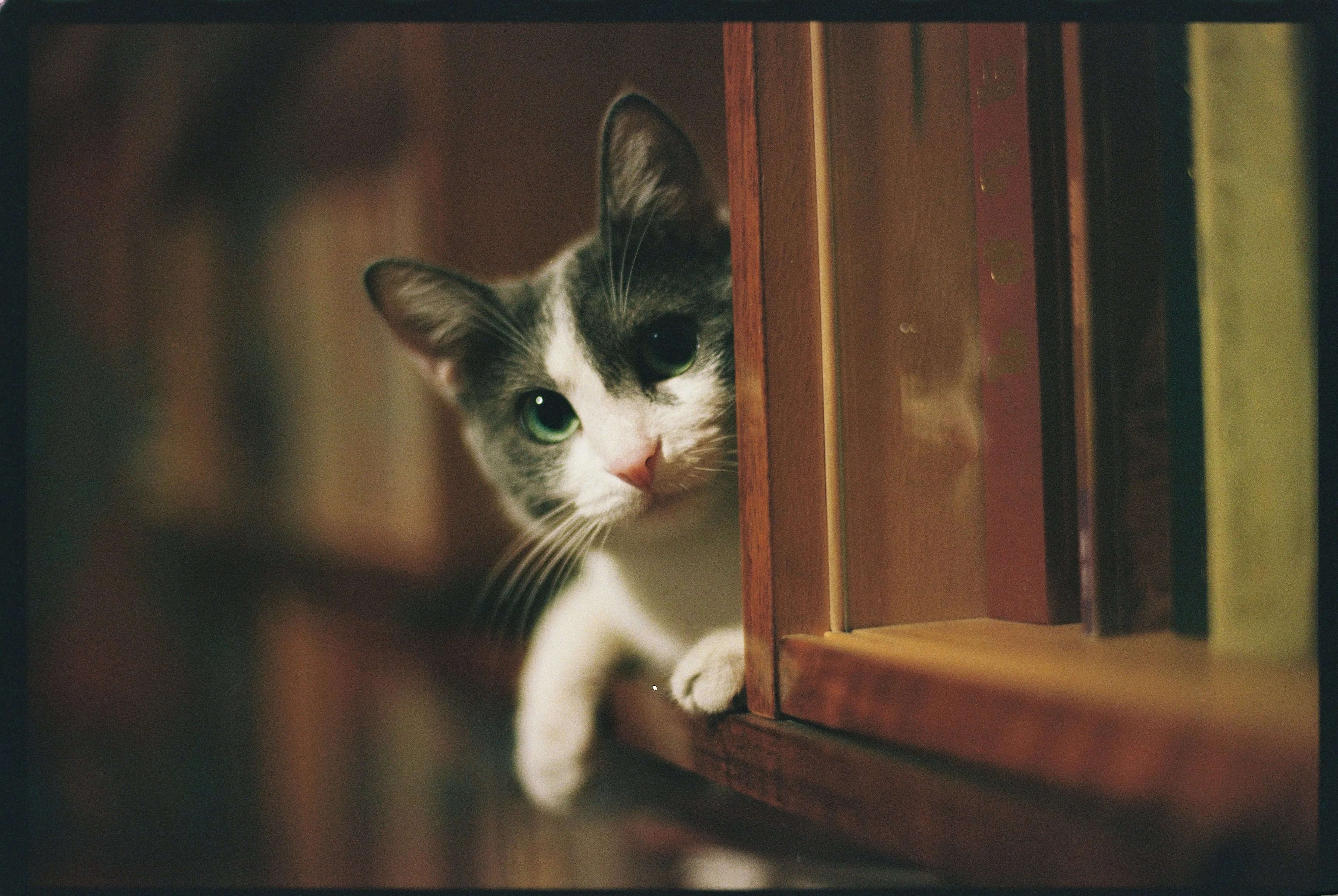 A curious cat peeking around a bookshelf