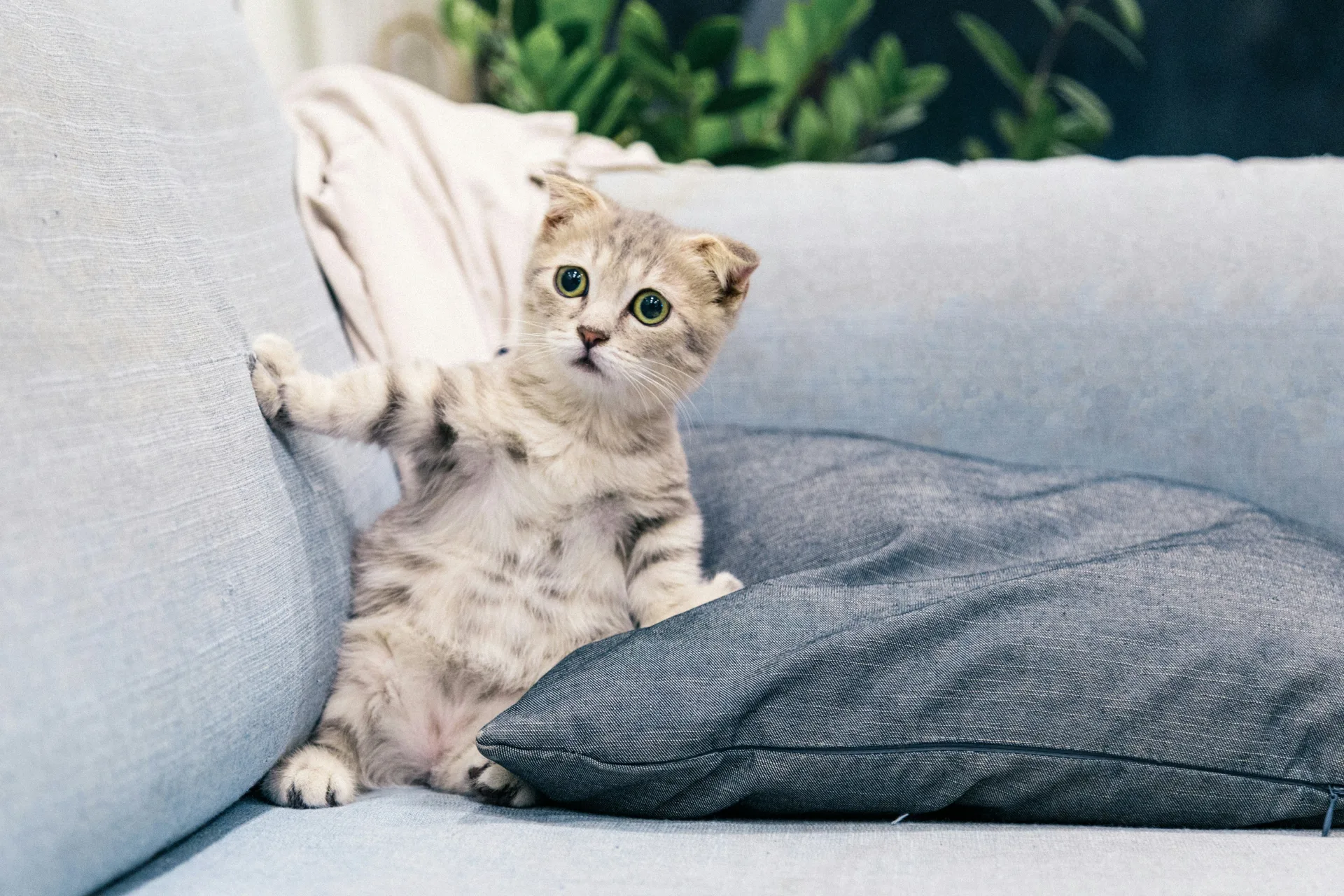 A curious kitten watching from the sofa — the cautious observer type