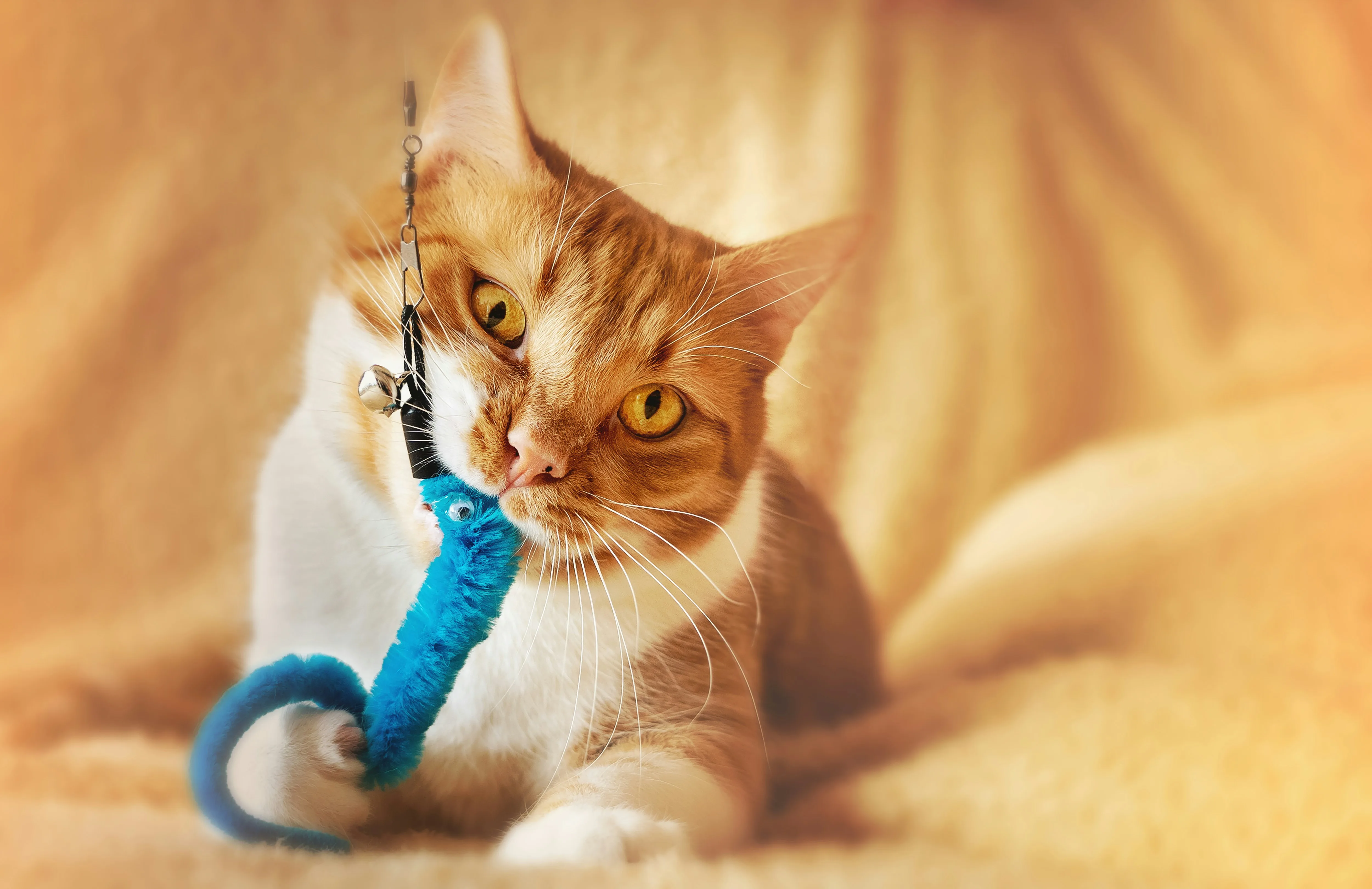 An orange and white cat mid-play, fully committed to the moment