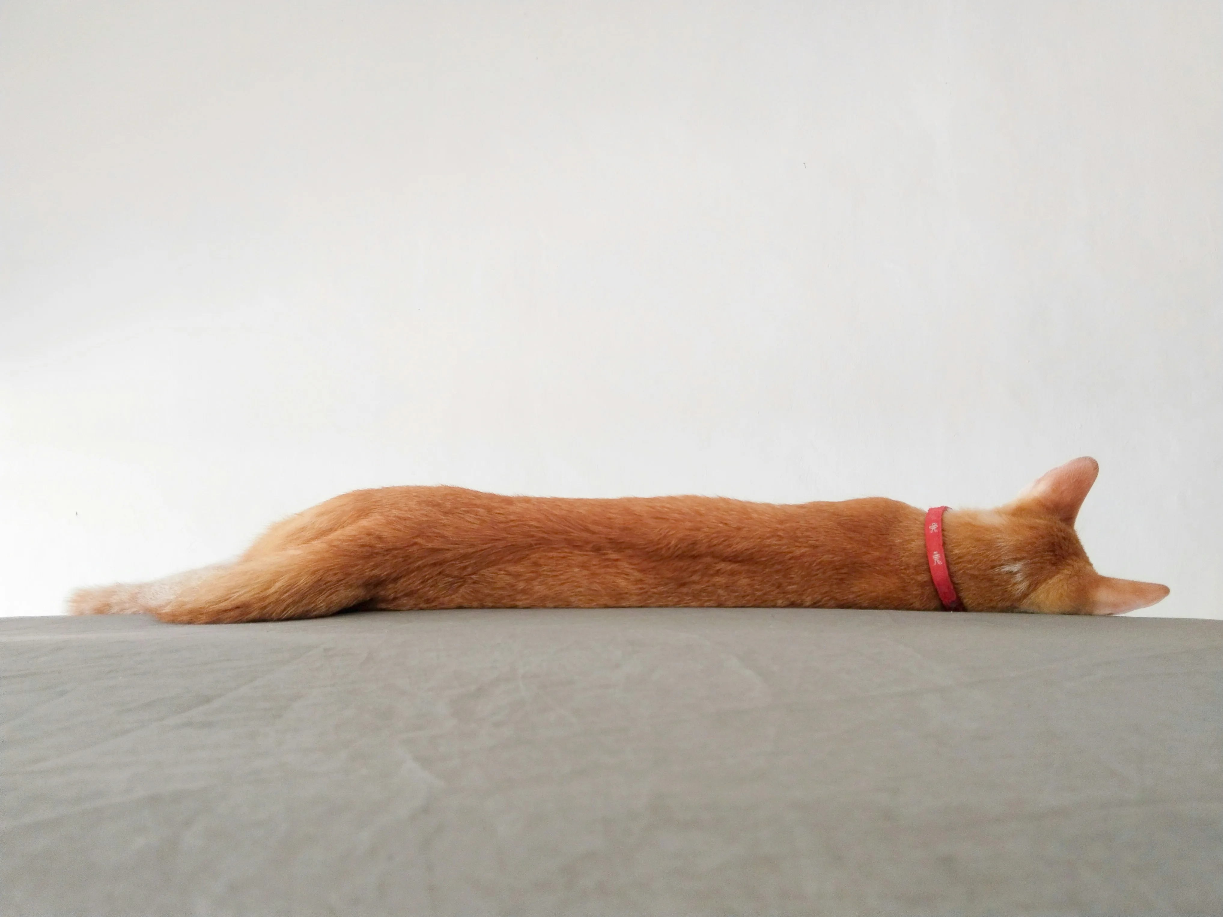 A relaxed orange tabby cat stretched out — the classic orange cat energy