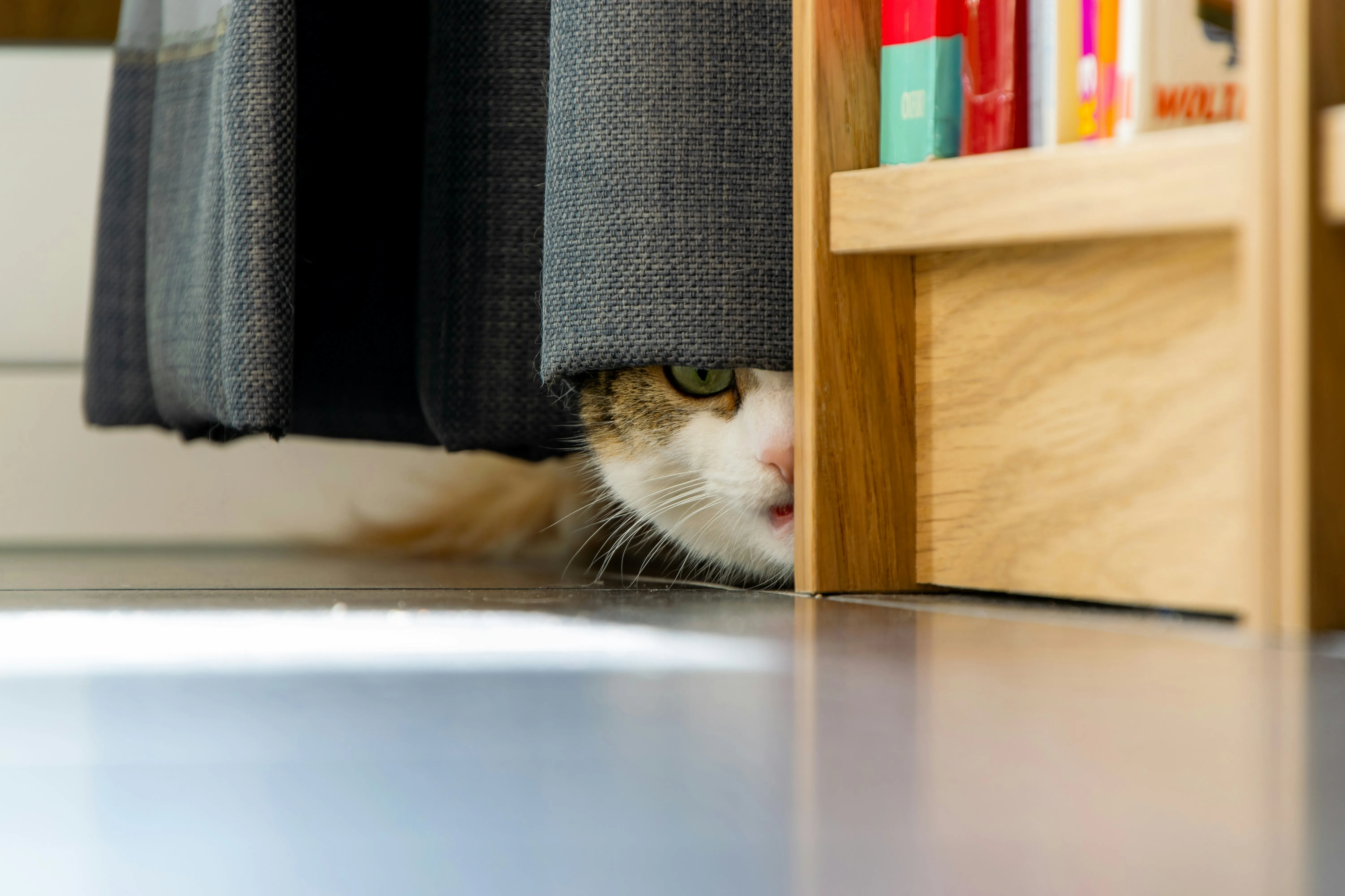 A shy cat hiding under a curtain — classic introvert behavior