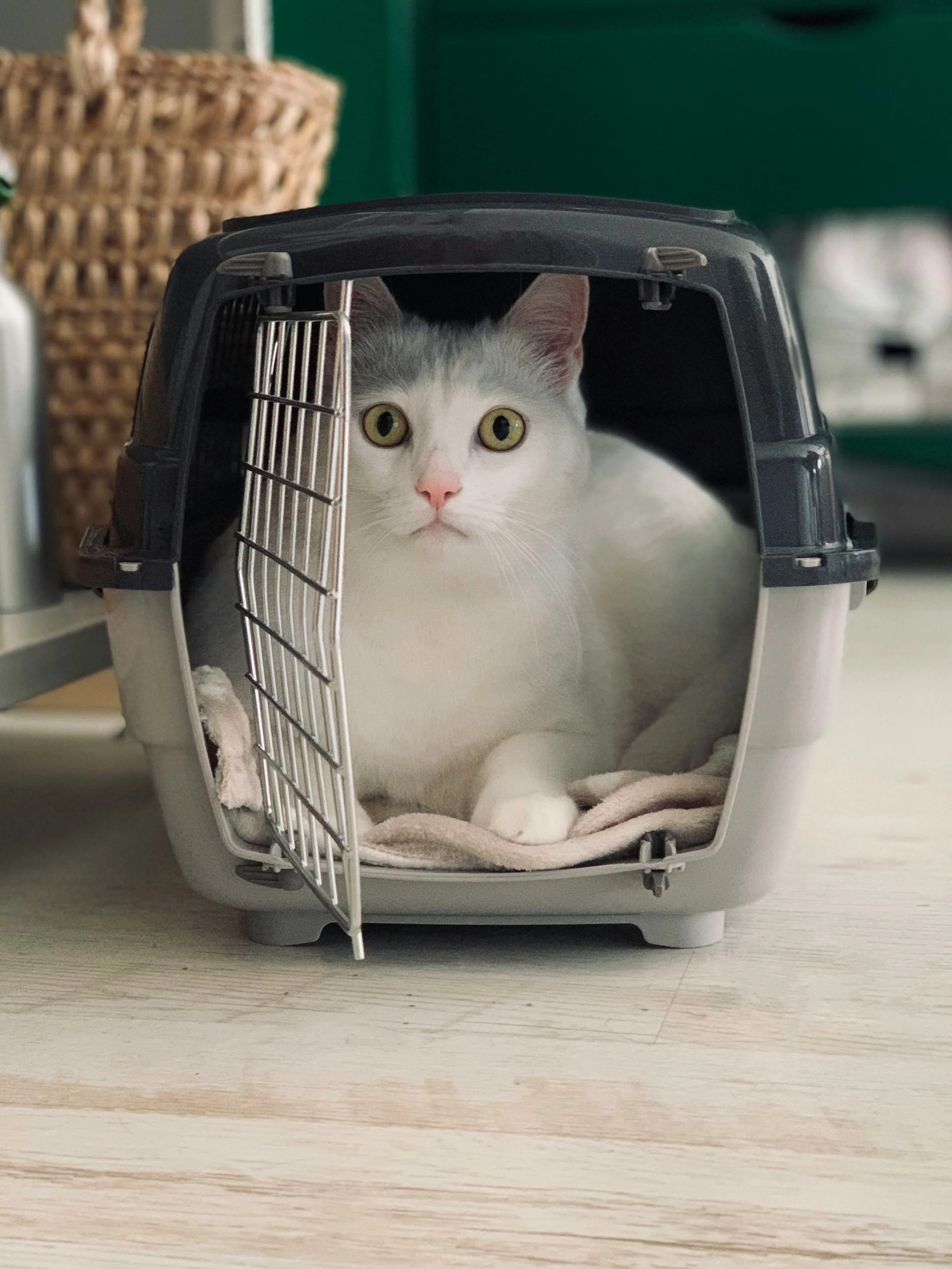 A nervous cat sitting inside a carrier