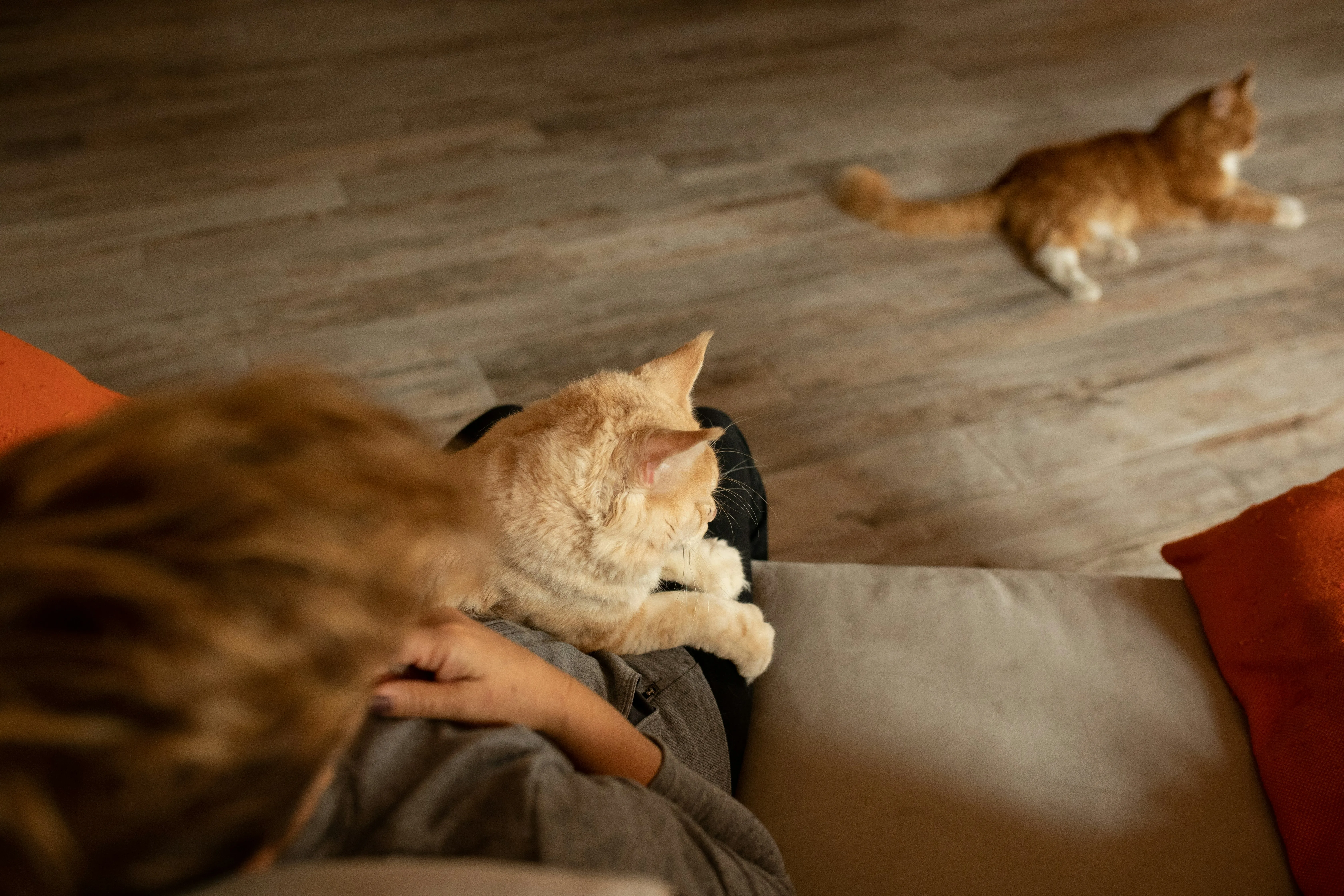Two orange cats — same coat, different energy